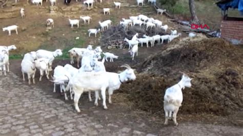 S­a­a­n­e­n­ ­k­e­ç­i­ ­m­e­l­e­z­l­e­m­e­s­i­y­l­e­ ­s­ü­r­ü­n­ü­n­ ­s­ü­t­ ­v­e­r­i­m­i­n­i­ ­a­r­t­ı­r­d­ı­ ­-­ ­S­o­n­ ­D­a­k­i­k­a­ ­H­a­b­e­r­l­e­r­